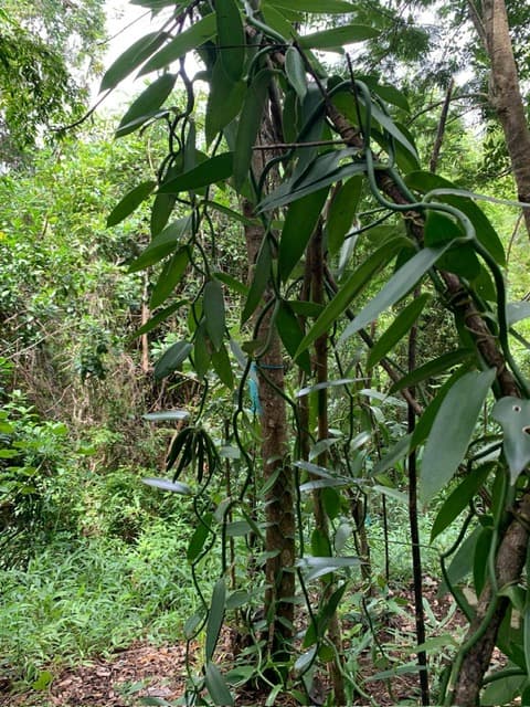 Vanillier sur la plantation M.S.V