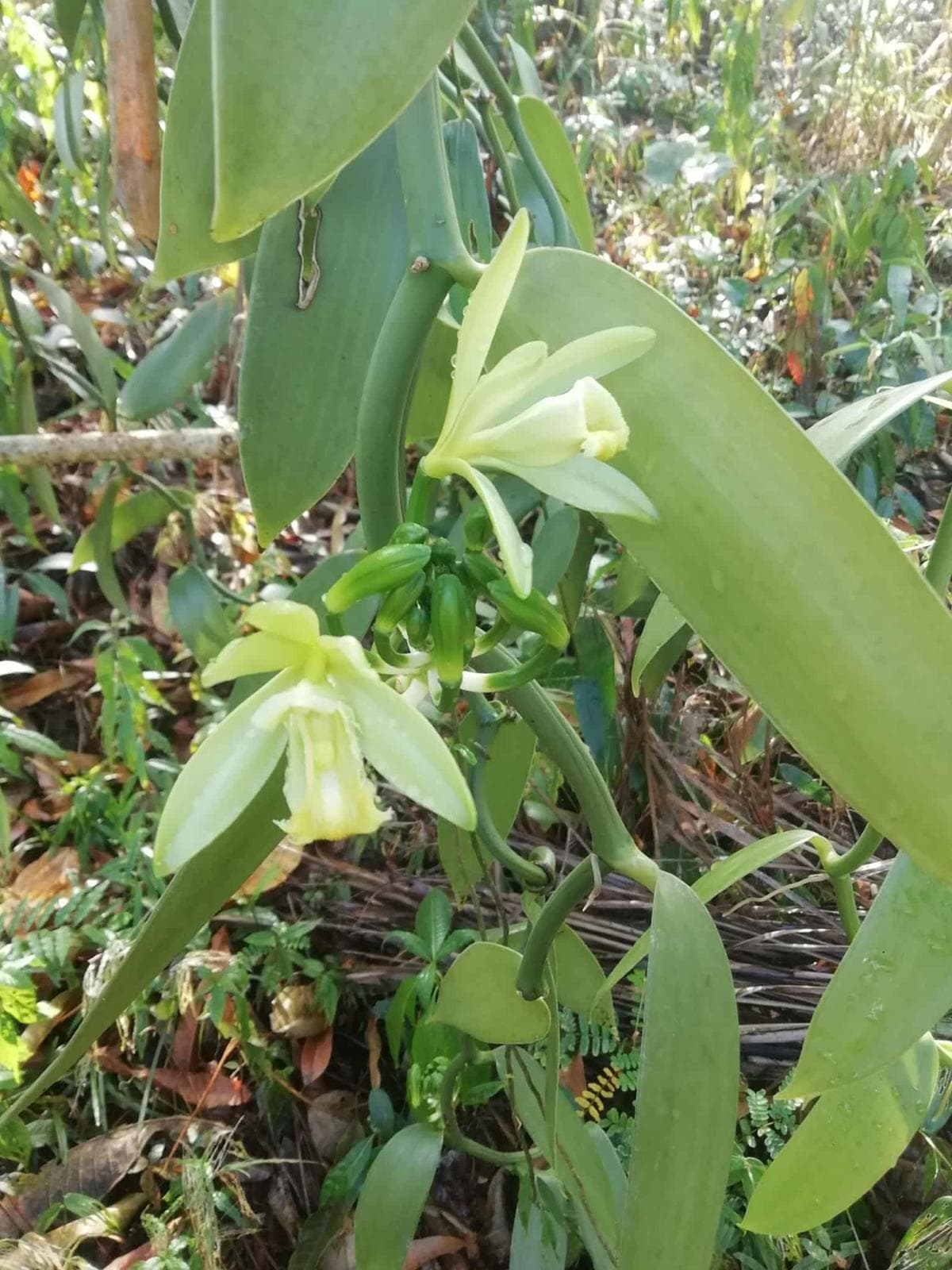 Vanilla flower