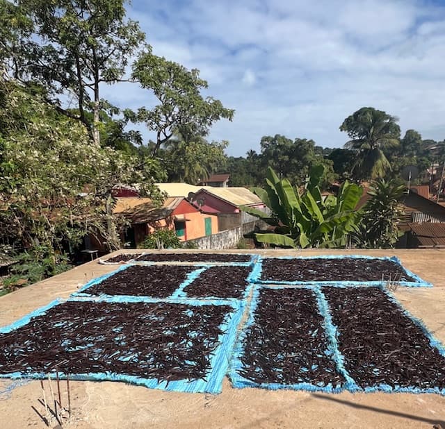 L'art du séchage : une étape cruciale pour l'arôme de la vanille