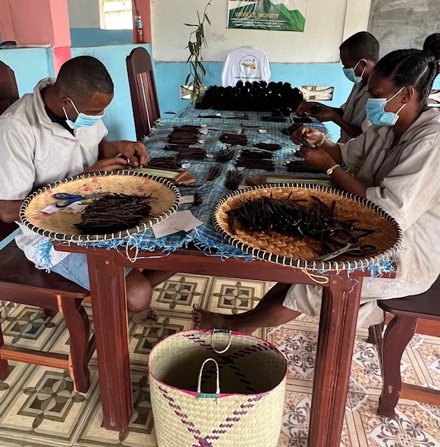 Triage et calibrage de la vanille MSV Nosy-Be